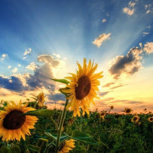 Meet your Posher, Dawn